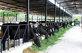 Greater Noida Milk Dairy