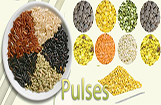 Greater Noida Pulses Distributors