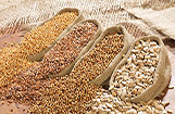 Greater Noida Seed Retailer